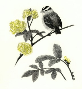 White-crowned Sparrow & Yellow Roses