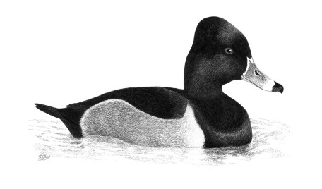 Ring-necked Duck