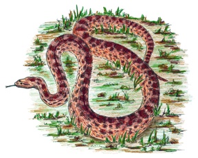 Common Gopher Snake