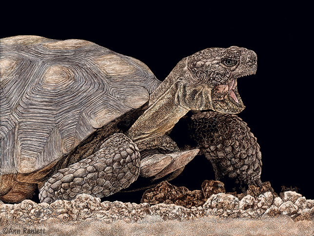 Desert Tortoise art 